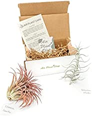 2 (Two) Premium Variety Air Plants (Tillandsia) Delivered Monthly | The Premium Air Plant Subscription Box By 