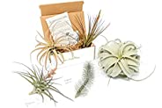 5 (Five) Premium Variety Air Plants (Tillandsia) Delivered Monthly | The Elite Air Plant Subscription Box By T