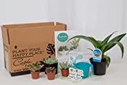 Costa Farms O2 For You Live Indoor Plant and Succulent-Cactus Mix Subscription Box, Small