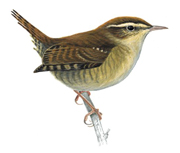 image: wren