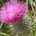 thistle