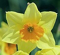 daffodil