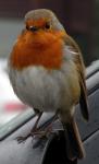 Robin