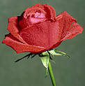 Red Rose