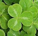 shamrock