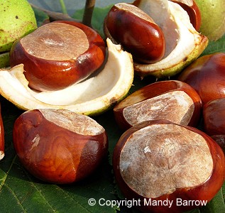 conkers