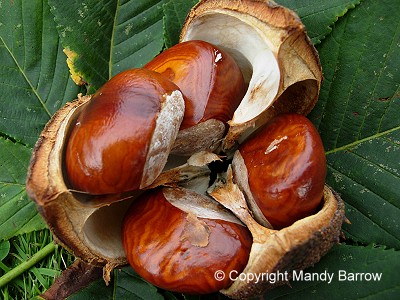 inside a pod showing four conkers