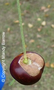 conker hanging on string