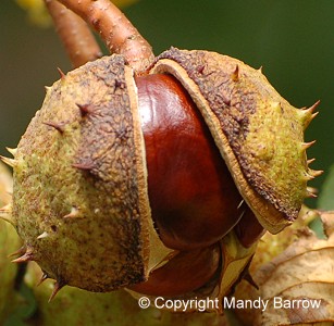 Conkers inside their pod