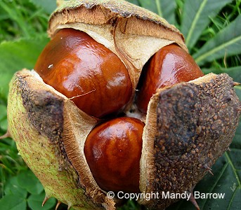 Conkers