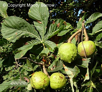 Conker growing on horse chestnut tree