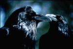 ravens